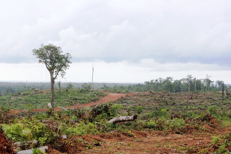 3. Forest cleared for rubber plantation, New Hanover SABL © Global Witness