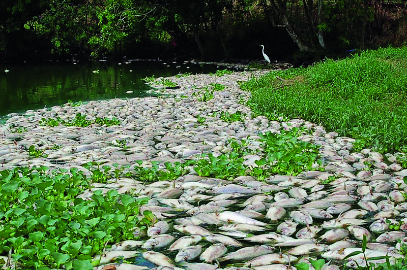 Thousands of fish have died in the nearby Moncholo stream due to contamination of the water