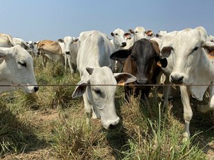 cattle graing Pará, brazil