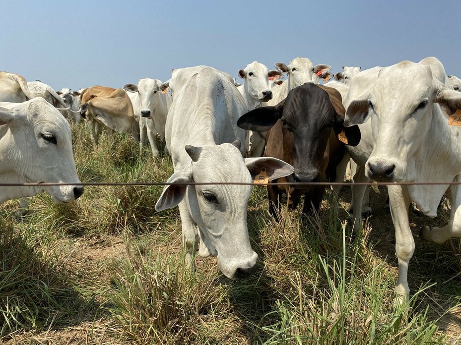 cattle graing Pará, brazil