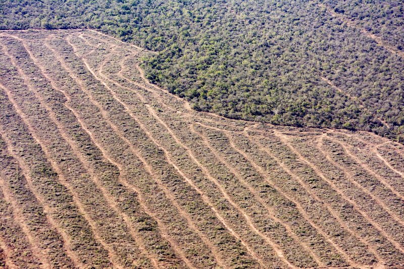 satellite image of cleared forest for agriculture in northern Argentina