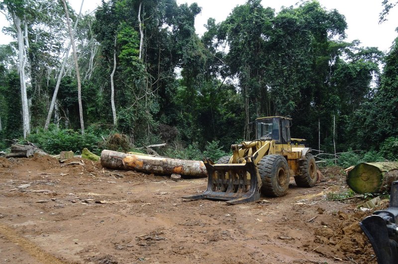 Forest is cleared by digger to make way for a rubber plantation in Cameroon