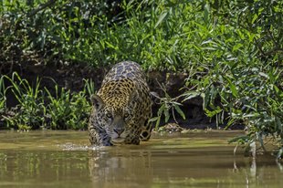 jaguar stalks prey in wild, stepping through river in forest
