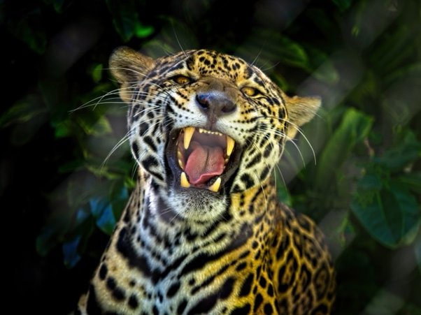 wild jaguar growls