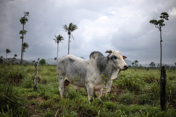 Beef cattle on a farm in Pará , Brazil.  Jonne Roriz / Bloomberg