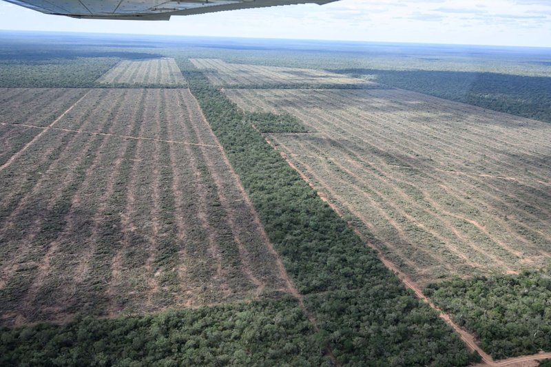 Large square areas of forest are cleared for farming in Salta province