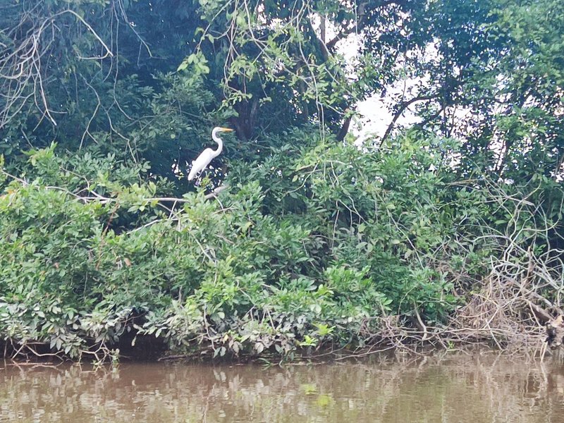A heron watches from the bank of Ciénaga San Silvestre