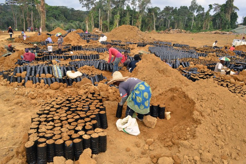 Workers plant seedlings at a plantation owned by Olam International in Gabon, 2013