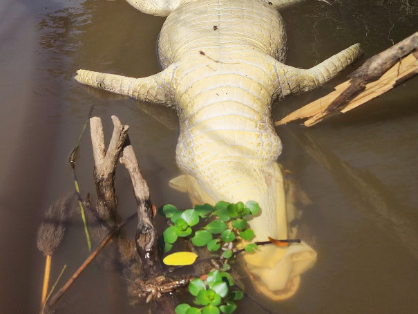 A dead caiman floats belly-up in Caño San Silvestre, which connects Ciénaga San Silvestre to Ciénaga El Llanito