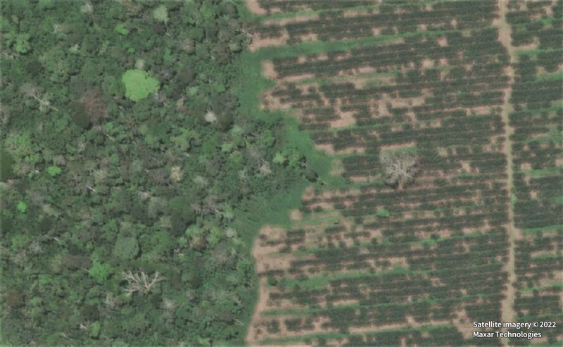 aerial view of rubber plantation encroaching on rainforest in cameroon