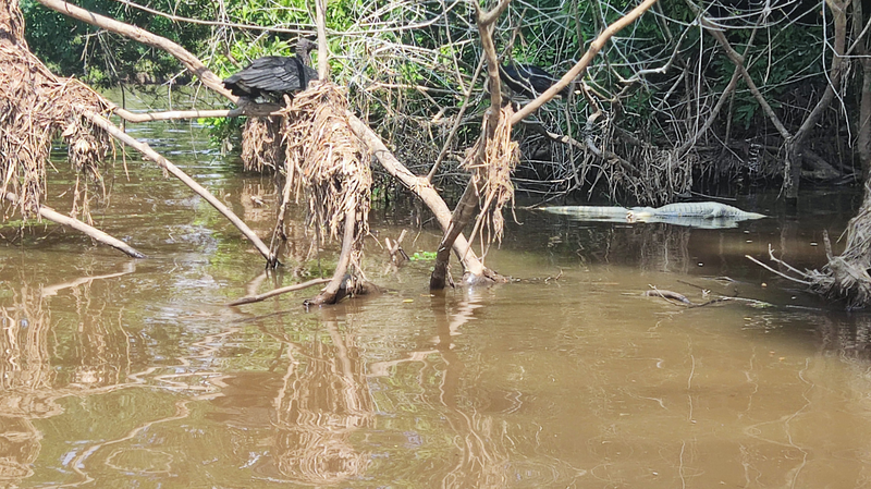 A black vulture spies the corpse of a caiman floating in Caño San Silvestre, a stream connecting freshwater swamps in the San Silvestre wetlands